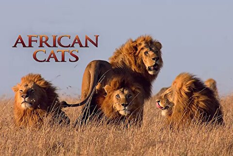 مستند گربه‌های آفریقایی