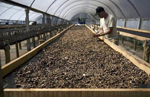 تولید قهوه گران از مدفوع قرقاول‌ برزیلی!