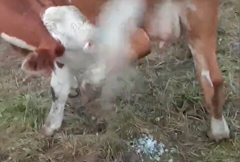 گاوی که شیر خودش را می‌مکد و می‌خورد!