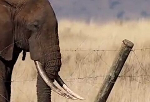 تاکتیک فیل‌ها برای عبور از سیم خاردار برق‌دار