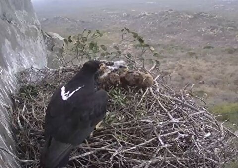 صبحانه عقاب سیاه و بچه‌اش در لانه نوک کوه