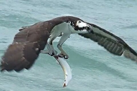 لحظه بیرون کشیدن ماهی از آب توسط عقاب