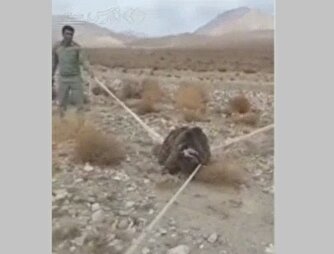 همه چیز تغییر می‌کند، الا زنده‌گیری زجرآور حیات وحش! +فیلم
