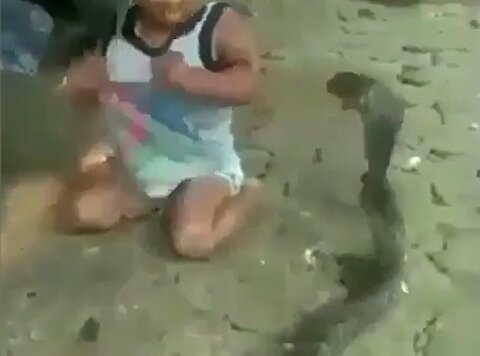رویارویی یک مار کبرا با نوزاد!