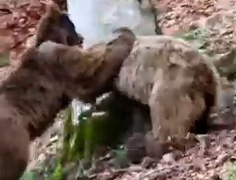 بازی دیدنی دو خرس در ارتفاعات مازندران