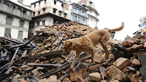 این حیوانات زلزله را پیش بینی می‌کنند