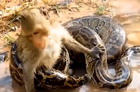 نبرد مرگبار میمون با مار پیتون