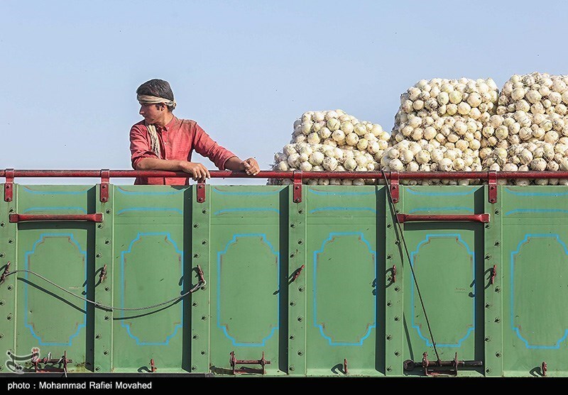 گمرک ایران: به‌زودی صادرات پیاز و گوجه فرنگی ممنوع می‌شود