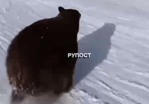 تعقیب اسکی باز توسط یک خرس!