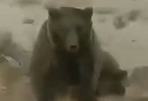 لحظه تلخ مرگ یک خرس در شاهرود