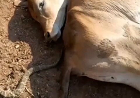 کشتار گله گاوها با نیش یک مار!