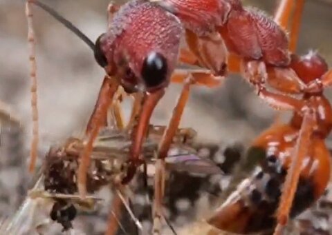شیوه‌ بی‌رحمانه مورچه برای شکار