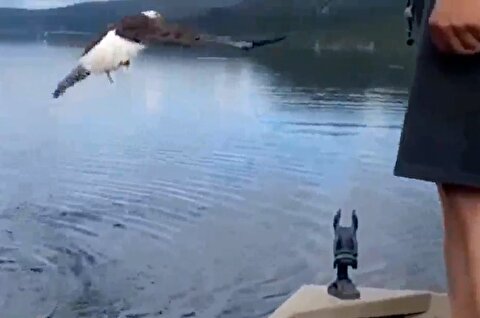شکار ماهی توسط عقاب پس از افتادن به قلاب!