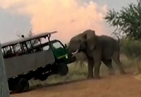قدرت وحشتناک خشم یک فیل را ببینید
