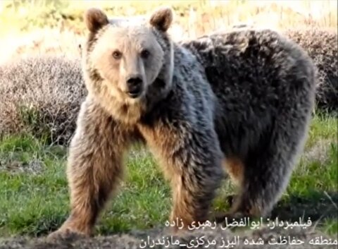 مذاکره بامزه محیط بان با خرس در جنگل‌ مازندران