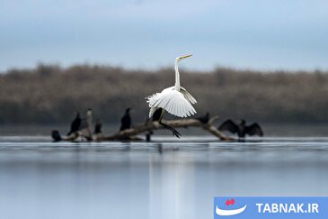 عکس:جلوه‌ای زمستانی از پرندگان مهاجر