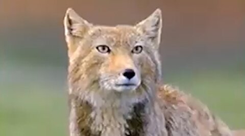 حیوانی مرموز با ظاهری شبیه انسان!