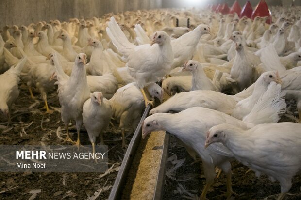دست رانت در بازار مرغ رو شد!