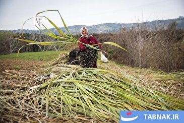 عکس: "ریکنده" مهد نیشکر مازندران