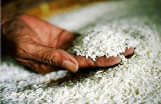 پشت‌پرده «دوفاکتوره‌فروشی» در بازار برنج / برنج ارزان نشده، پول مردم تمام شده است!