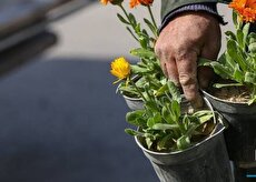 تهران؛ زیر آسمان زخمی، روی زمینِ سبز/ مردم برای عید، زندگی می کارند