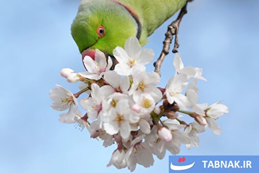 عکس: بهارِ دیدنی در سراسر جهان؛ جشن رنگ‌ها زیر آسمان زمین