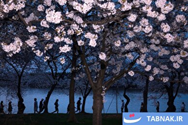 عکس: بهارِ دیدنی در سراسر جهان؛ جشن رنگ‌ها زیر آسمان زمین