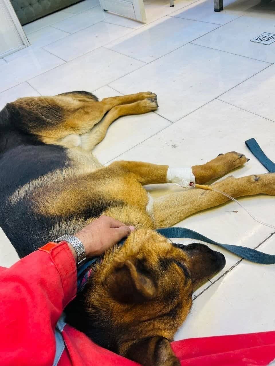 روز سی و سوم/ عملیات سنگین سپاه با رمز یا موسی کلیم الله /  حمله مشترک ایران ، یمن و حزب الله / اصابت مستقیم موشک به تل آویو /حزب&zwnj;الله سلسله عملیات &laquo;خیبر ۲&raquo; علیه اسرائیل را کلید زد/ بروزرسانی می شود