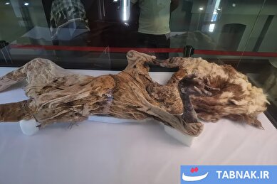 عکس: موزه باستانشناسی مردان نمکی