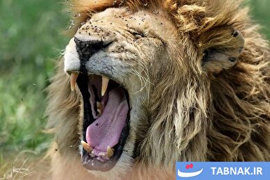 عکس: جذاب‌ترین لحظه‌های حیات‌وحش در هفته‌ای که گذشت