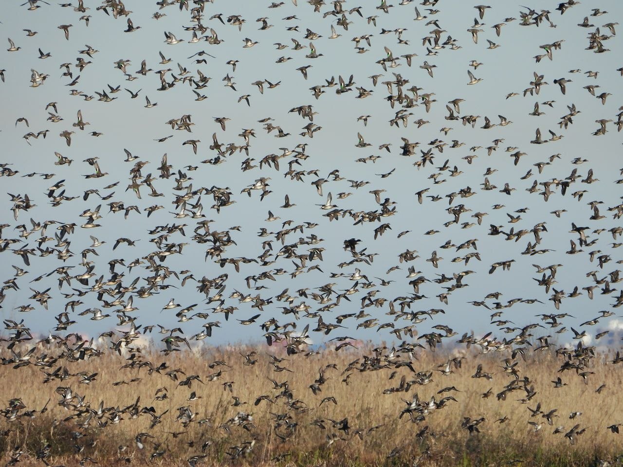 نمایش حیرت انگیز در شمال ایران به کارگردانی طبیعت