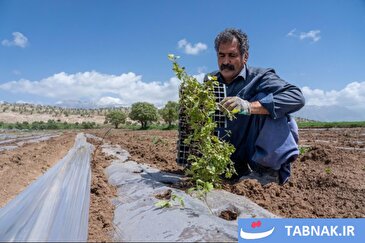 عکس: نشاء گوجه فرنگی در شهرستان چگنی - لرستان