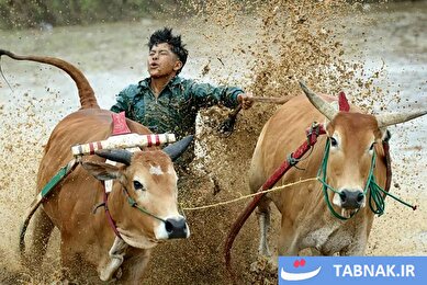 عکس: مسابقه سنتی گاوها در زمین‌ گل‌آلود شالیزار