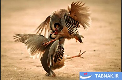 عکس: نبرد کبک‌ها؛ سنت کهن کُردی