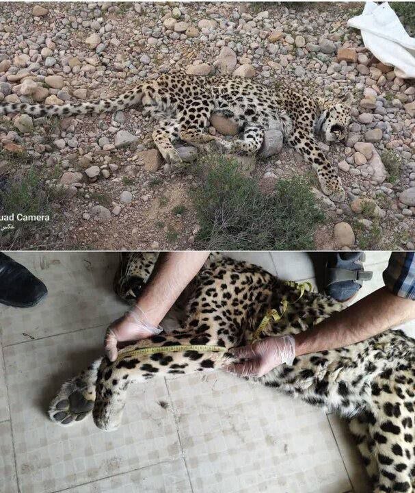 پیدا شدن لاشه یک پلنگ ایرانی در اسفراین