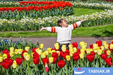 عکس: شکوفه‌هایی به رنگ عشق: فصل لاله‌ها