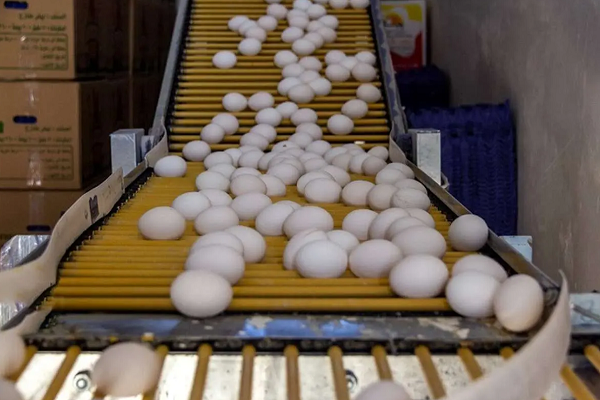 دولت زورش به واسطه&zwnj;های گردن&zwnj;کلفت نمی&zwnj;رسد یقه مرغ دار را می&zwnj;گیرد/ وزارت جهاد فقط وعده داد؛ نه ارزی آمد، نه تسهیلاتی!