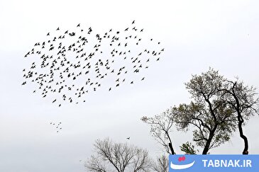 عکس: باغستان سنتی قزوین