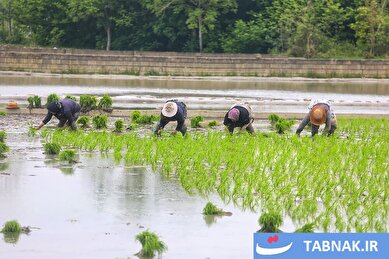 عکس: آغاز فصل کشت نشا برنج - بابل