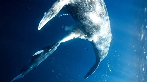 صحنه‌ای حیرت‌انگیز از شیردهی نهنگ مادر به فرزندش!