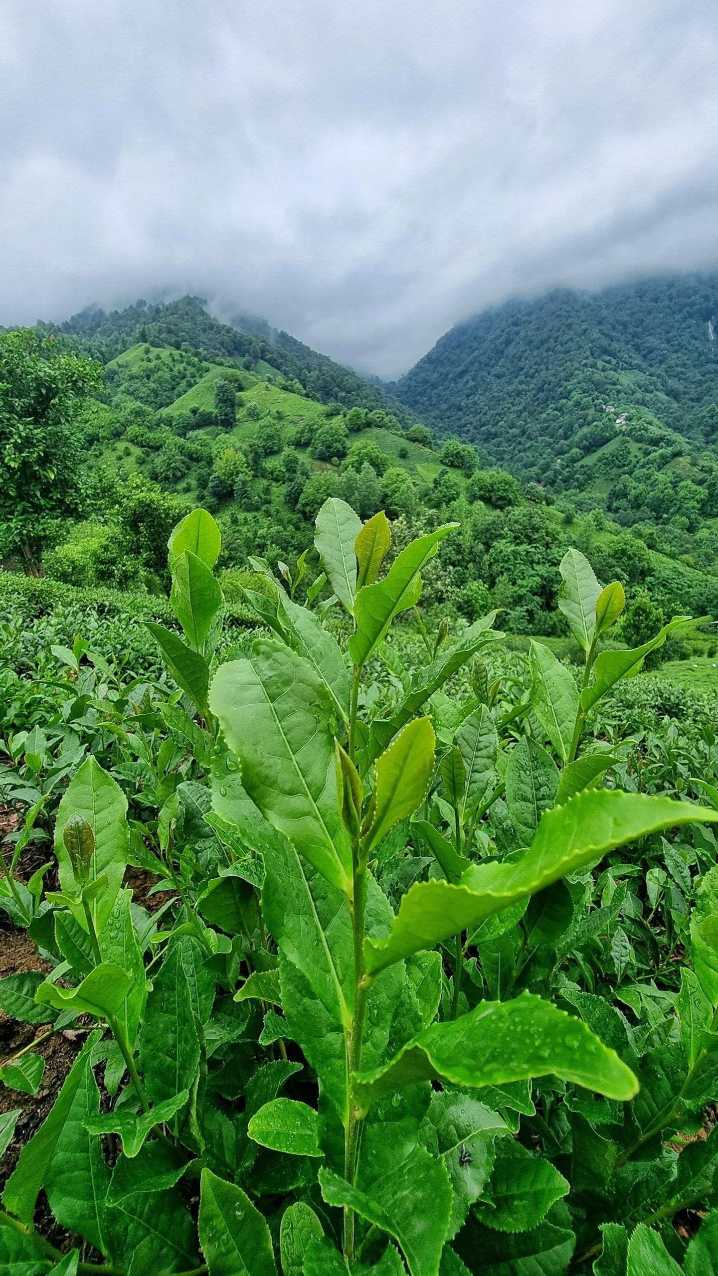 تصاویری از طبیعت زیبای گیلان