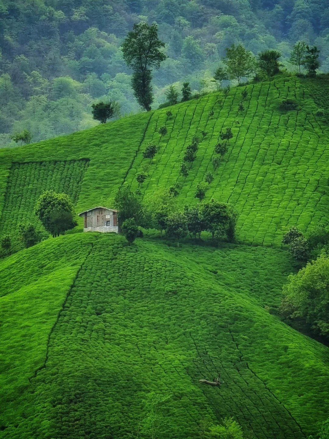 تصاویری از طبیعت زیبای گیلان