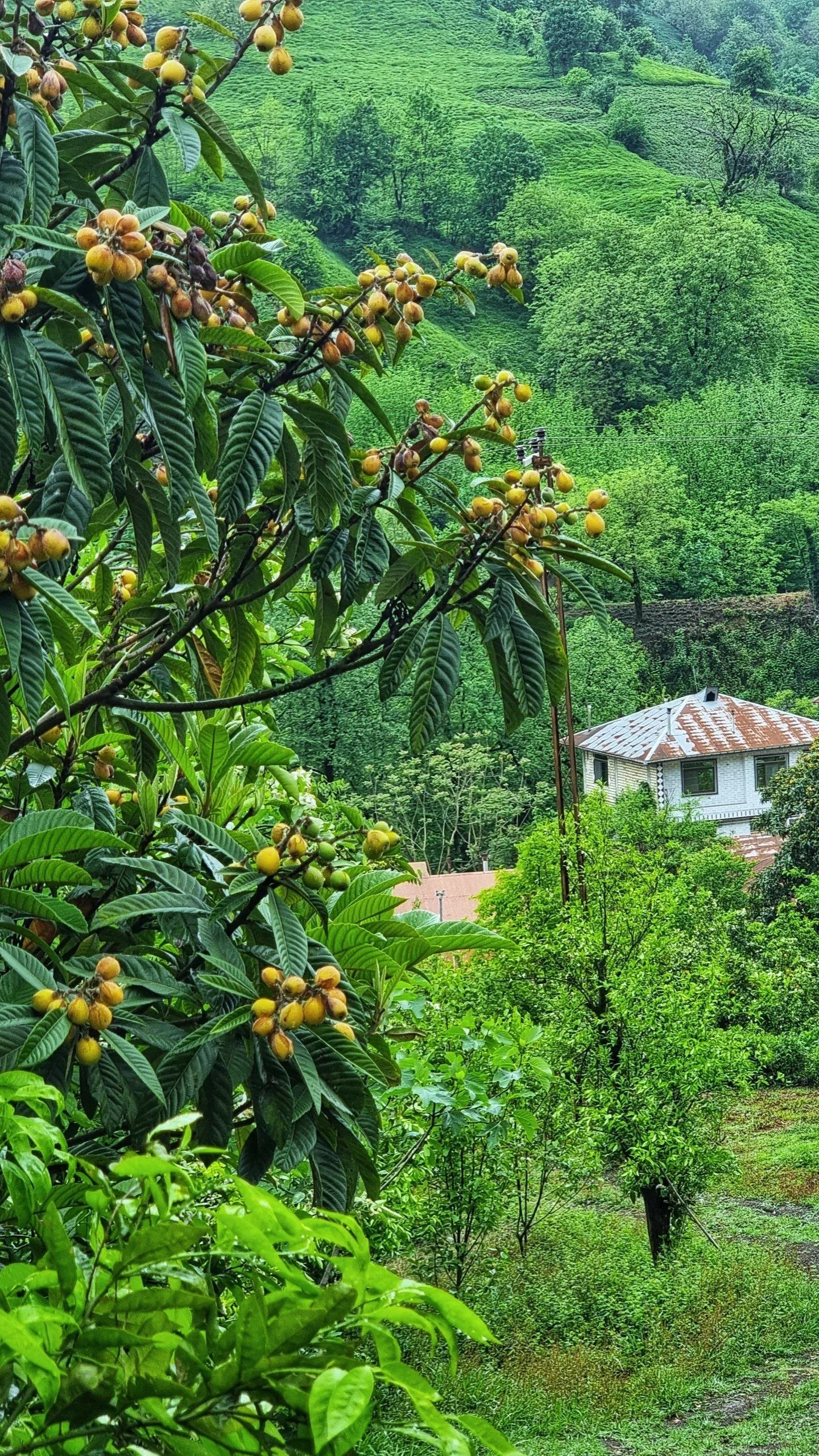 تصاویری از طبیعت زیبای گیلان
