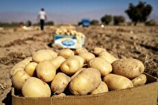 نفع کشاورز یا سود صادرکننده؟ / سیب زمینی گران می‌شود؟