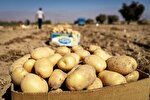 نفع کشاورز یا سود صادرکننده؟ / سیب زمینی گران می‌شود؟