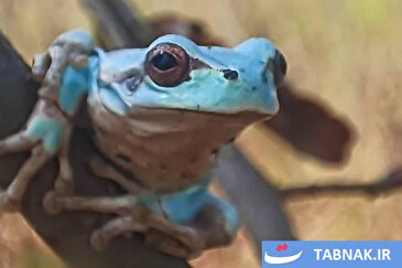 عکس: نخستین قورباغه درختی آبی‌رنگ در جنگل‌های هیرکانی گیلان