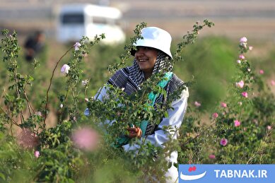 عکس: اصفهان؛ قطب تازه تولید گل محمدی