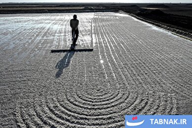 عکس: زندگی سخت کارگران نمک در بیابان‌های هند