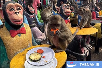 عکس: جشنواره بوفه میمون‌ها در تایلند