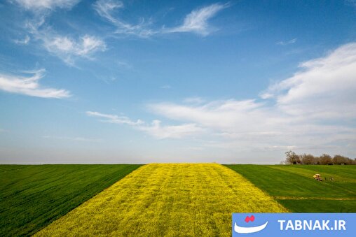 عکس: کلزا؛ کلید خودکفایی روغن در ایران